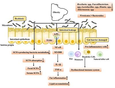 The Therapeutic Effect of SCFA-Mediated Regulation of the Intestinal Environment on Obesity